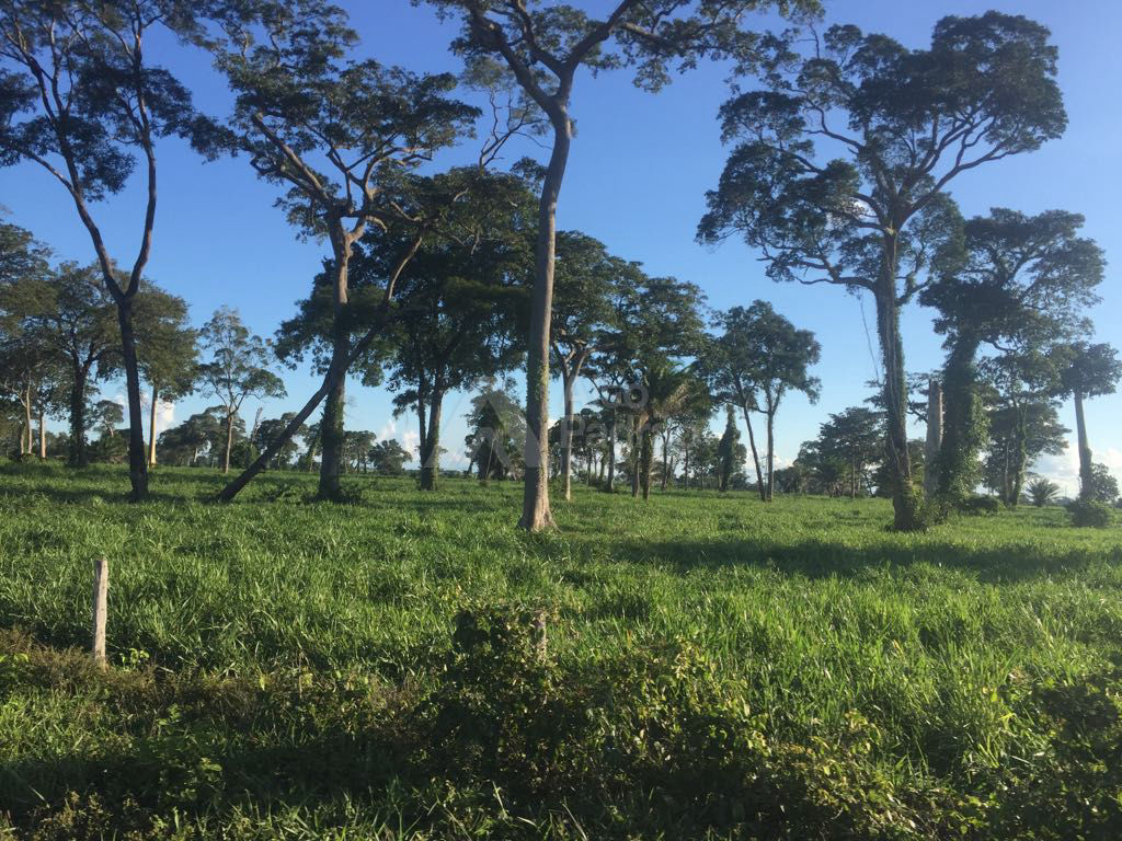 FAZENDA COM 10 MIL HECTARES | Á VENDA | MATO GROSSO-MT