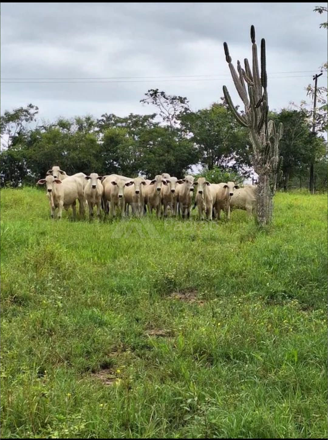 FAZENDA COM 223 TAREFAS  FEIRA DE SANTANA-BA