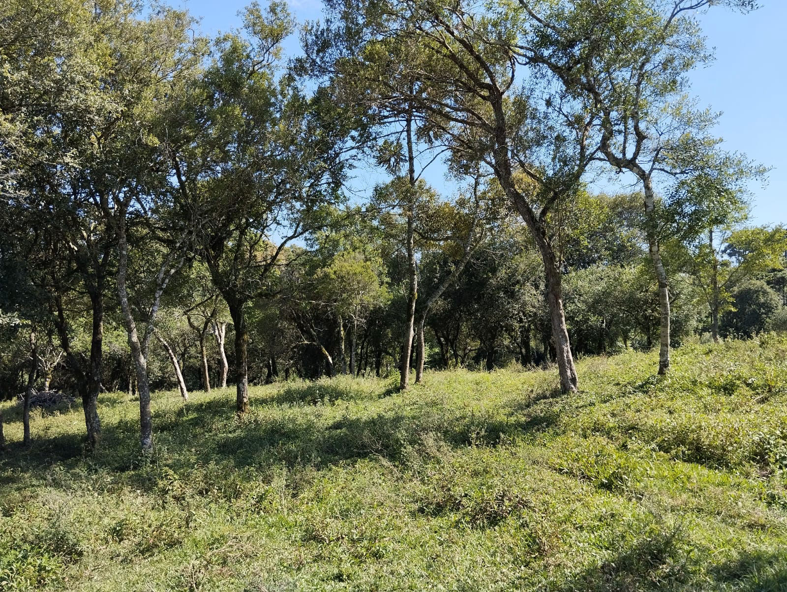 Chácara à venda no São Lourenço 