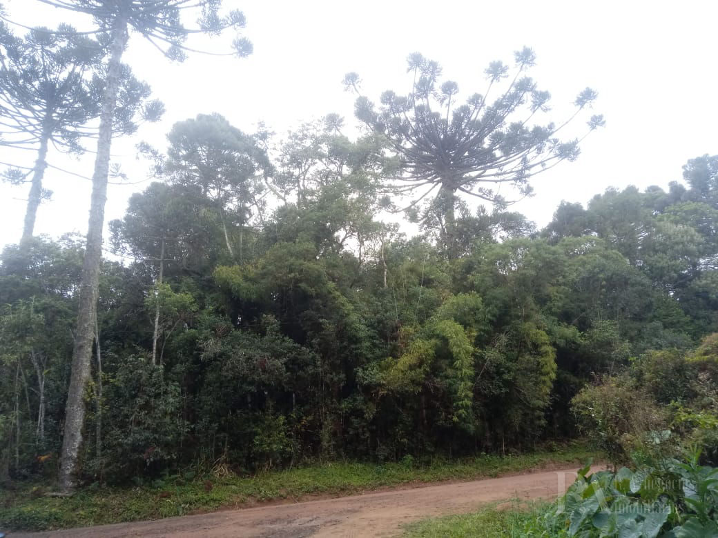 Terreno à venda em Campo Alegre/SC