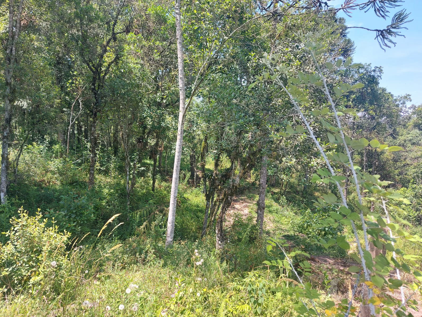 Terreno à venda Rio da Areia