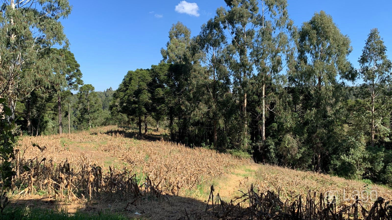 Área à venda em Catanduvas