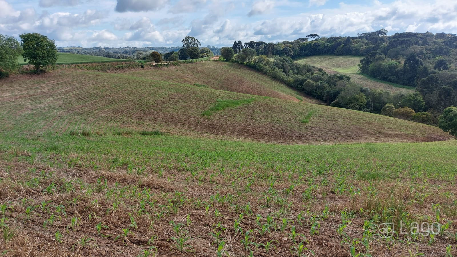 Área à venda em Catanduvas